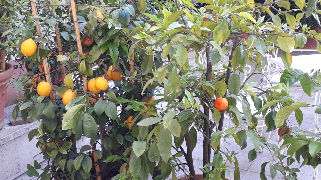 Gartenanlage Hotel Torretta