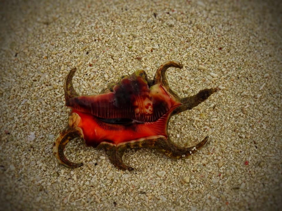 Strand Adaaran Select Hudhuran Fushi - Premium All Inclusive