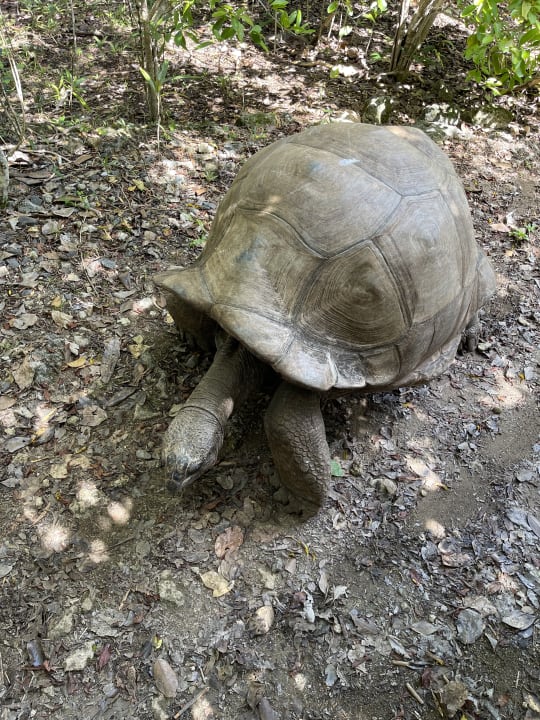 Sonstiges Shandrani Beachcomber Resort & Spa