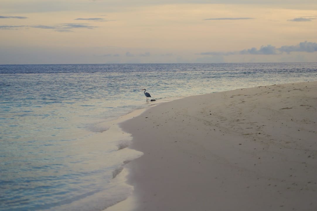Strand Filitheyo Island Resort