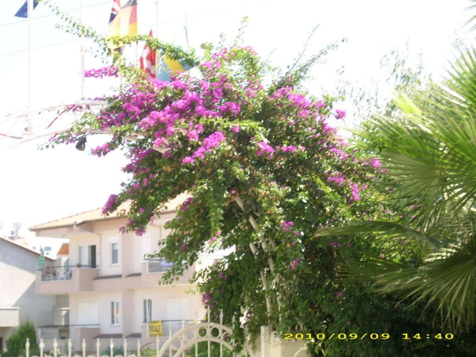 Eingangsbereich New Garden Hotel Side