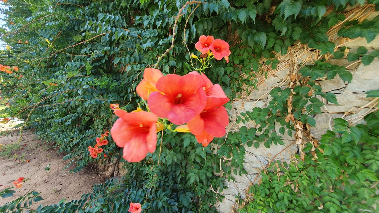 Gartenanlage Civitel Creta Beach