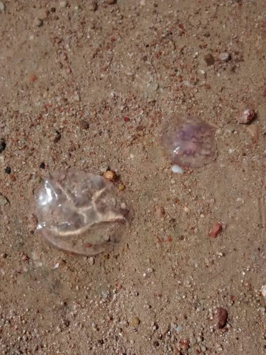 Mitschwimmer im Meer  SUNRISE Crystal Bay Resort