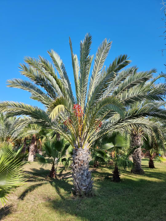 Gartenanlage Seaden Sea World Resort & Spa