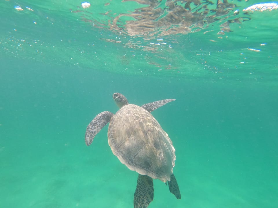 Strand Hotel Gorgonia Beach Resort