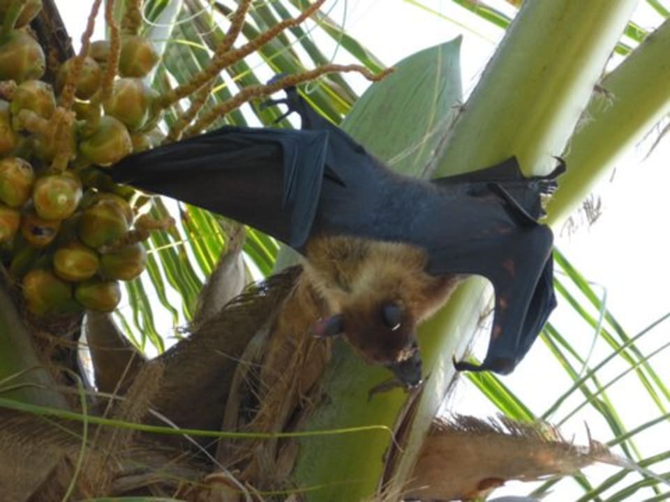 Sonstiges Kuredu Island Resort & Spa