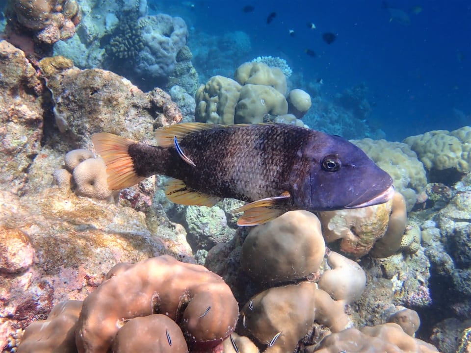 Sport & Freizeit Filitheyo Island Resort