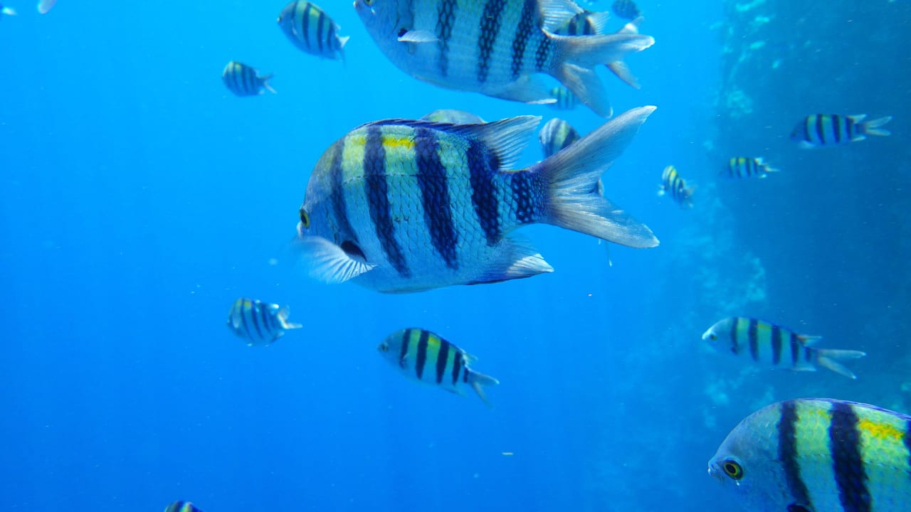 Überall Fische The Grand Hotel Sharm El Sheikh