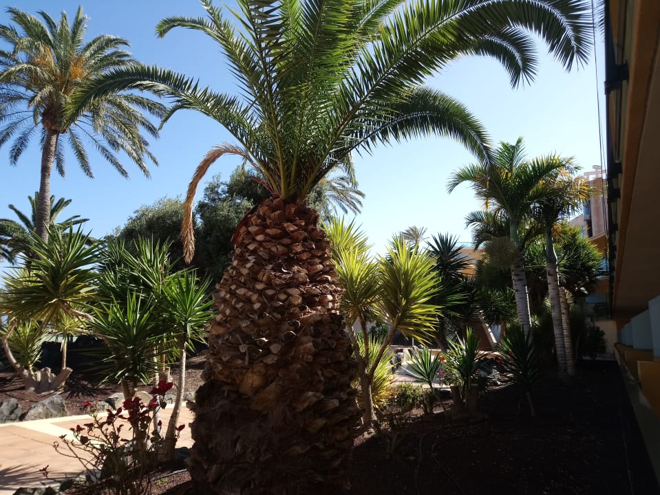 Gartenanlage SBH Club Paraiso Playa