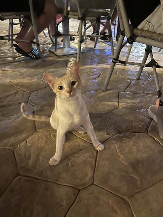 Sonstiges Aladdin Beach Resort