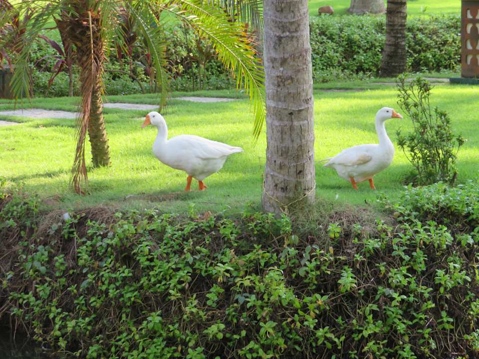 Gartenanlage Hotel Lakesong Resort