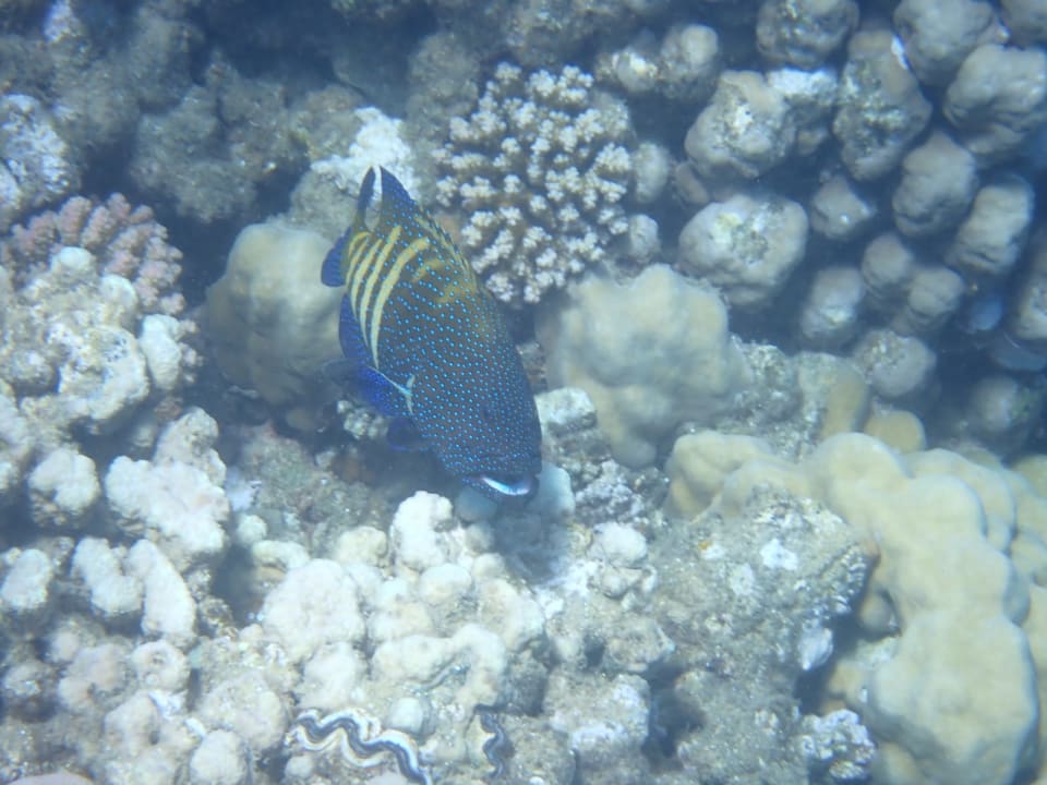 Sport & Freizeit Three Corners Equinox Beach Resort