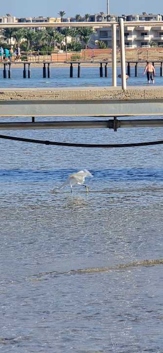 Strand Pharaoh Azur Resort