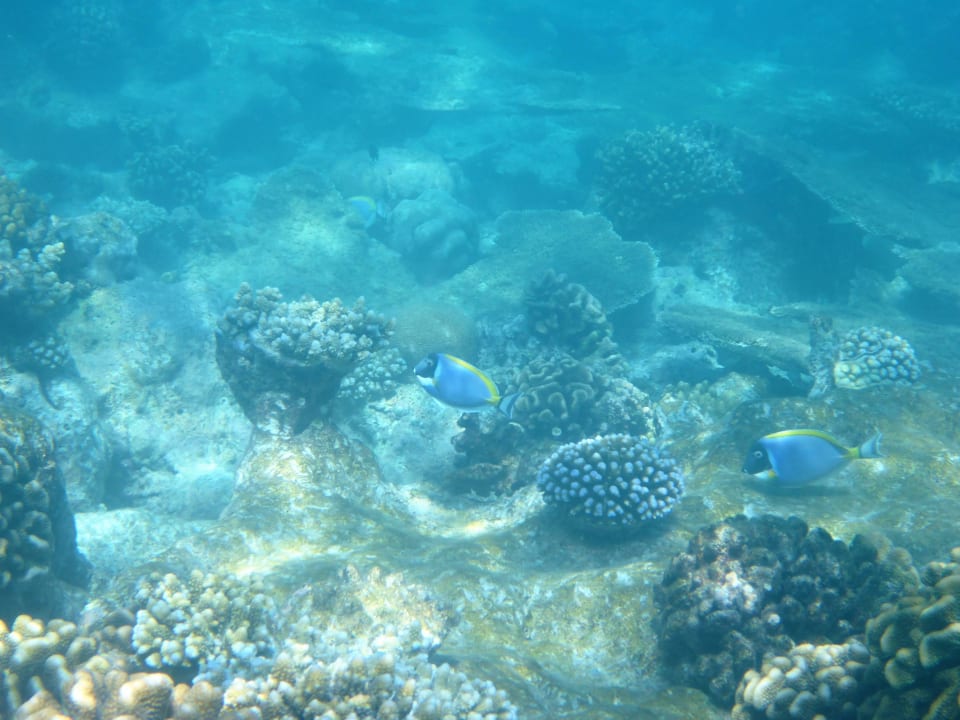 Schnorcheln Kuramathi Maldives