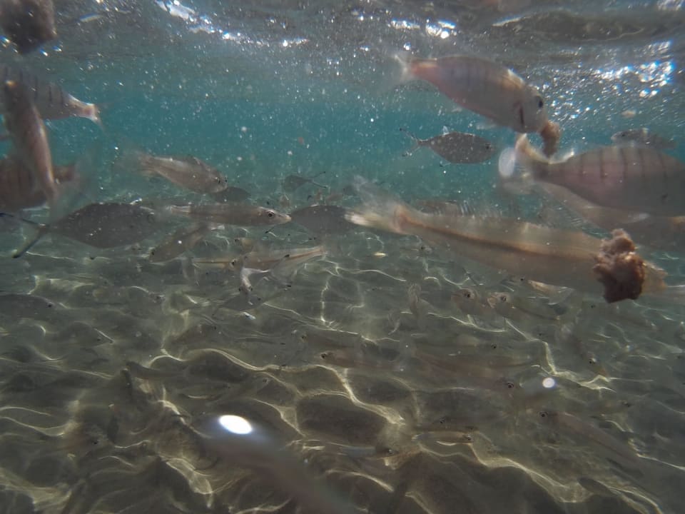 Fische im Meer Seamelia Beach Resort