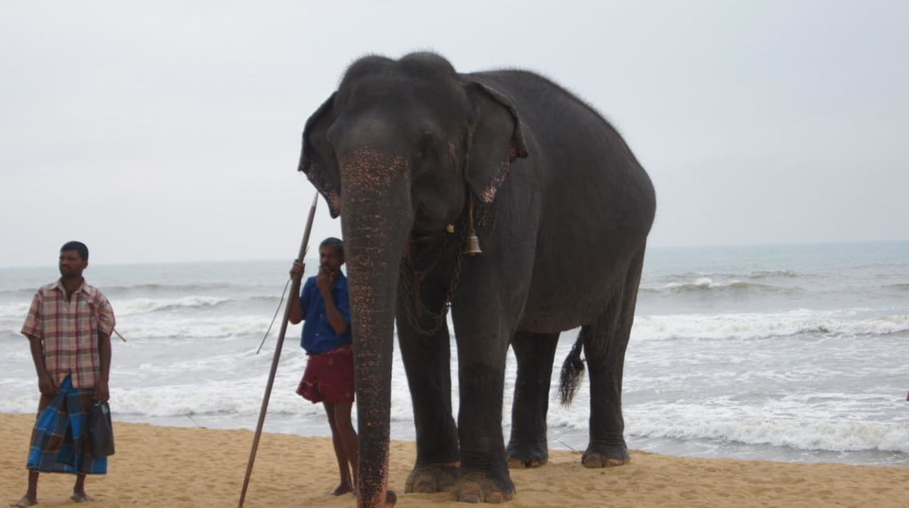 Słoń Monika Mermaid Hotel & Club