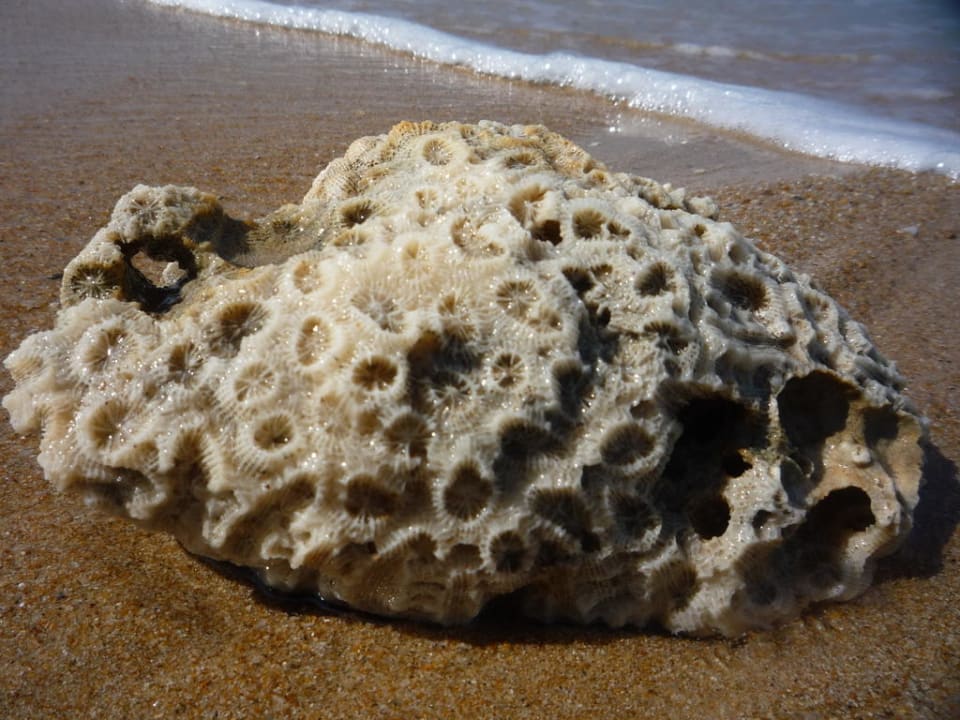 Koralle am Strand Khaolak Orchid Beach Resort