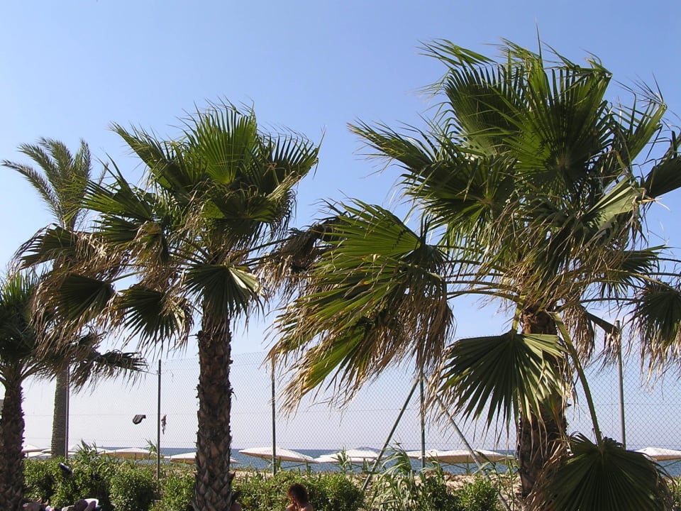 Palmen mit Blickrichtung Strand Hotel El Mouradi Skanes Beach