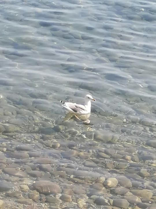 Strand Crystal Flora Pearl Collection