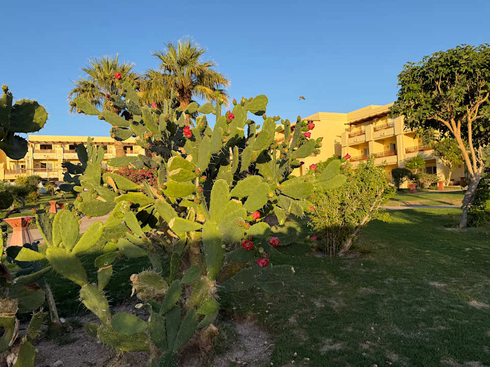 Gartenanlage Hotel Sheraton Soma Bay Resort