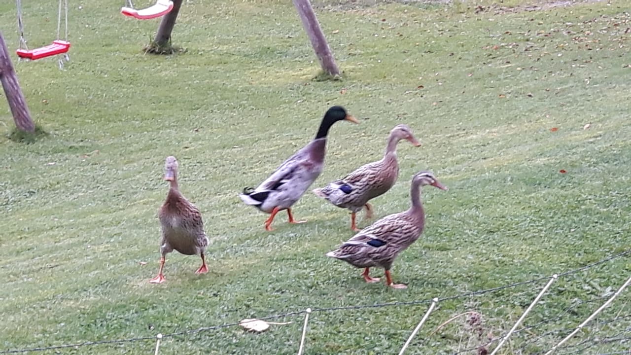 Sonstiges Landhaus Sinz über'm See