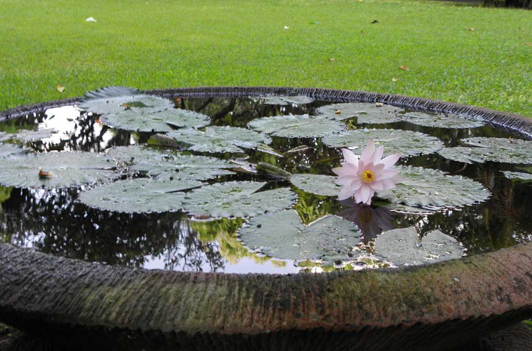 Seerosenteich Puri Santrian