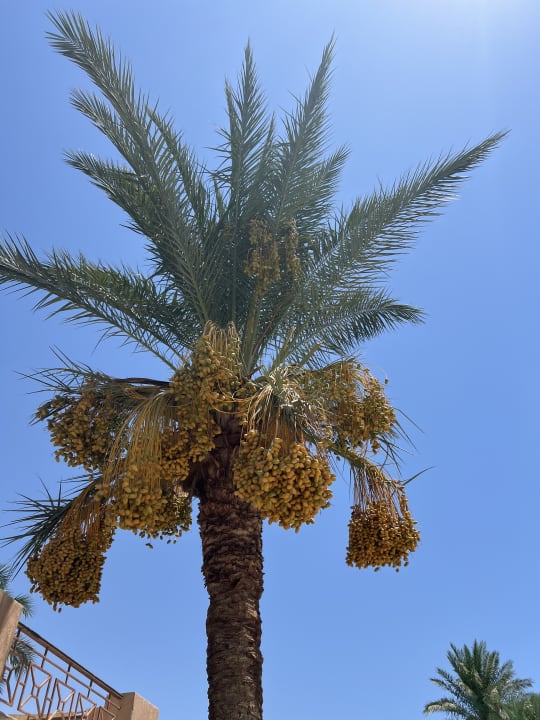 Gartenanlage Shams Safaga Resort