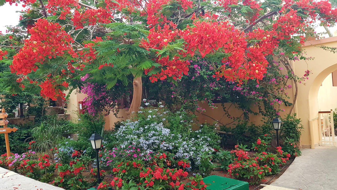 Gartenanlage Steigenberger Coraya Beach - Adults only