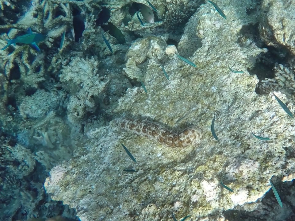 Graeffel`s- Seegurke NH Collection Maldives Havodda Resort