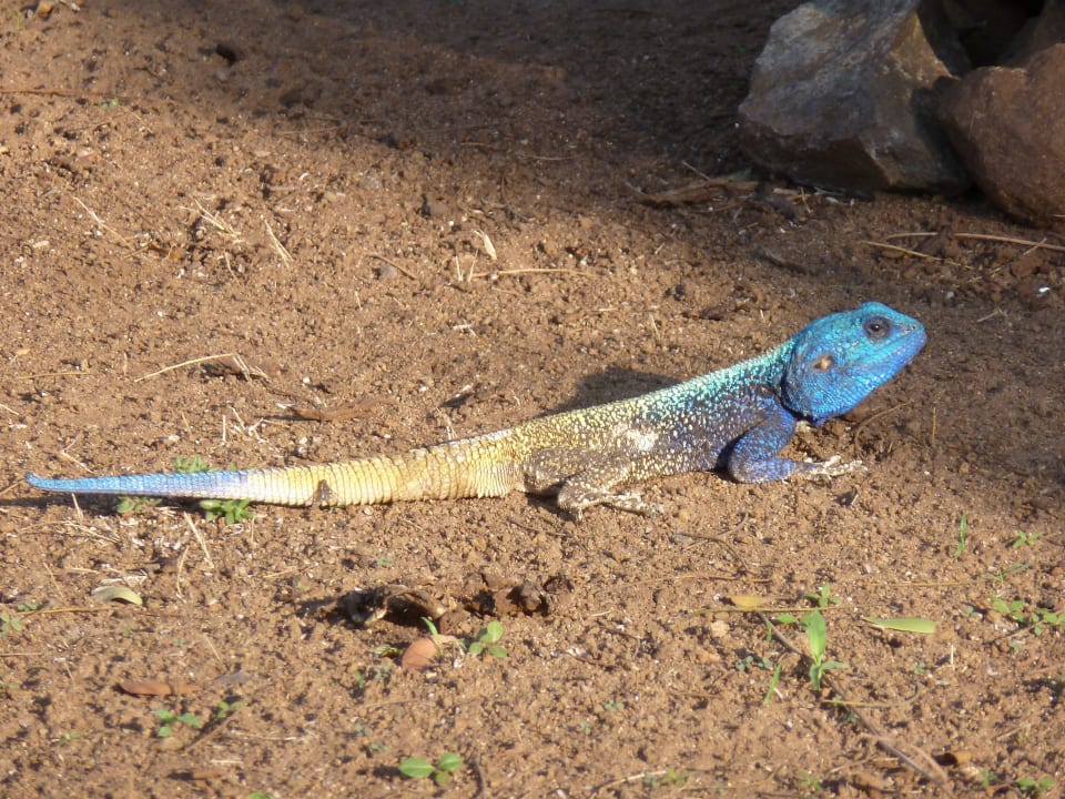Neben dem Bungalow Satara Restcamp