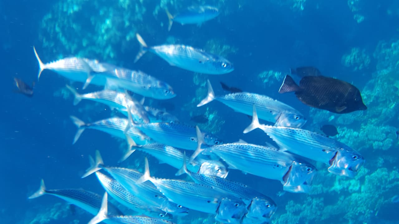 Strand Mövenpick Resort El Quseir