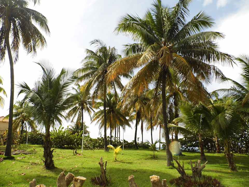 SCHÖNER PALMENGARTEN Hotel Gran Caribe Club Kawama