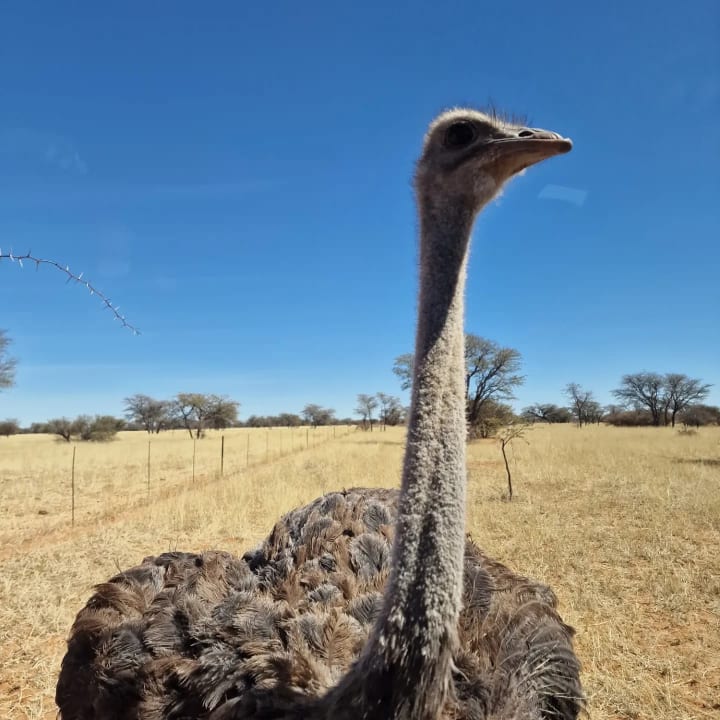 Ausblick Kuzikus Wildlife Gästefarm