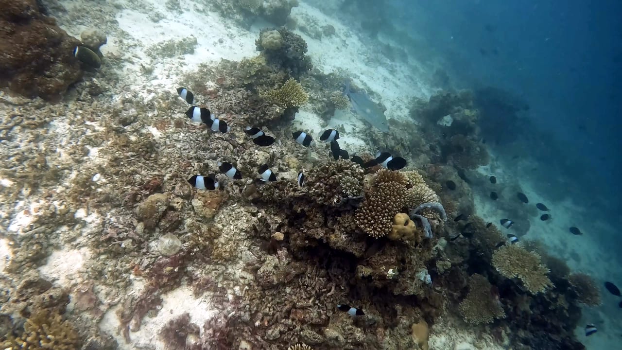 Sport & Freizeit Summer Island Maldives