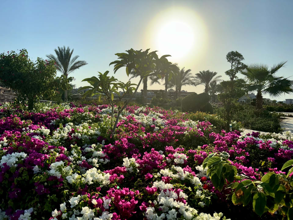 Gartenanlage Lazuli Hotel Marsa Alam
