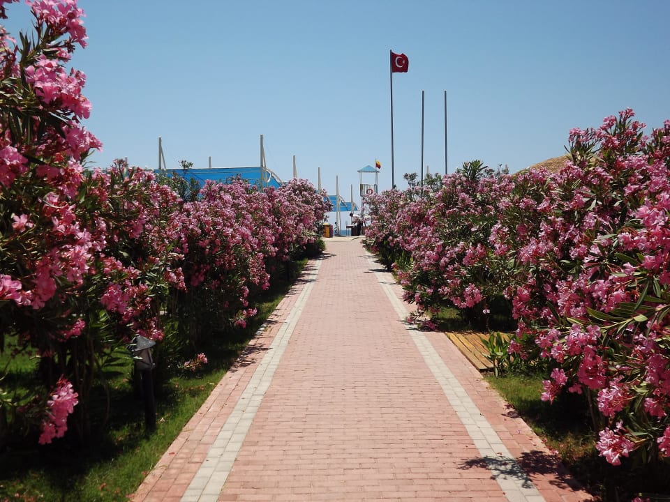 Üppige Vegitation Seaden Sea World Resort & Spa