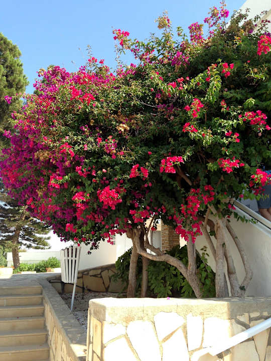 Schöner Baum Hara Nissi Beach
