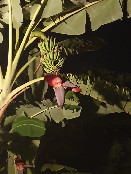 Gartenanlage Önder Yildiz Hotel