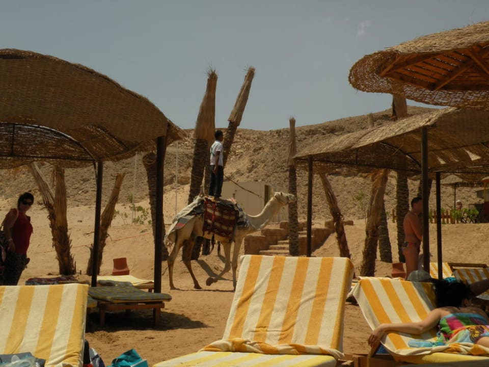 Kamelreiten am Strand Siva Golden Bay Makadi