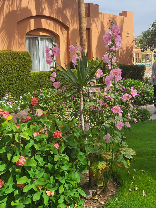 Gartenanlage Jaz Makadi Oasis Resort