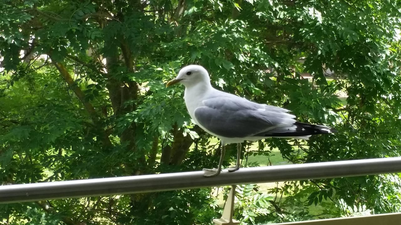Möwe auf unserem Balkon Ferienwohnungen Ferienpark Weissenhäuser Strand