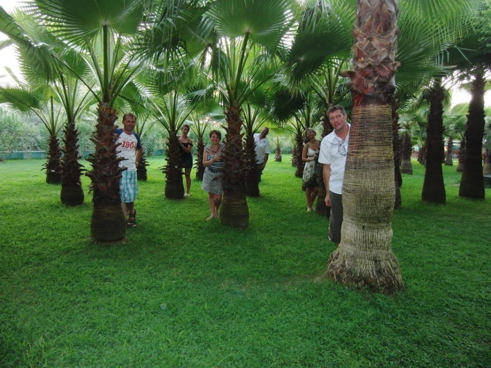Palmen Garten Miramare Queen Hotel