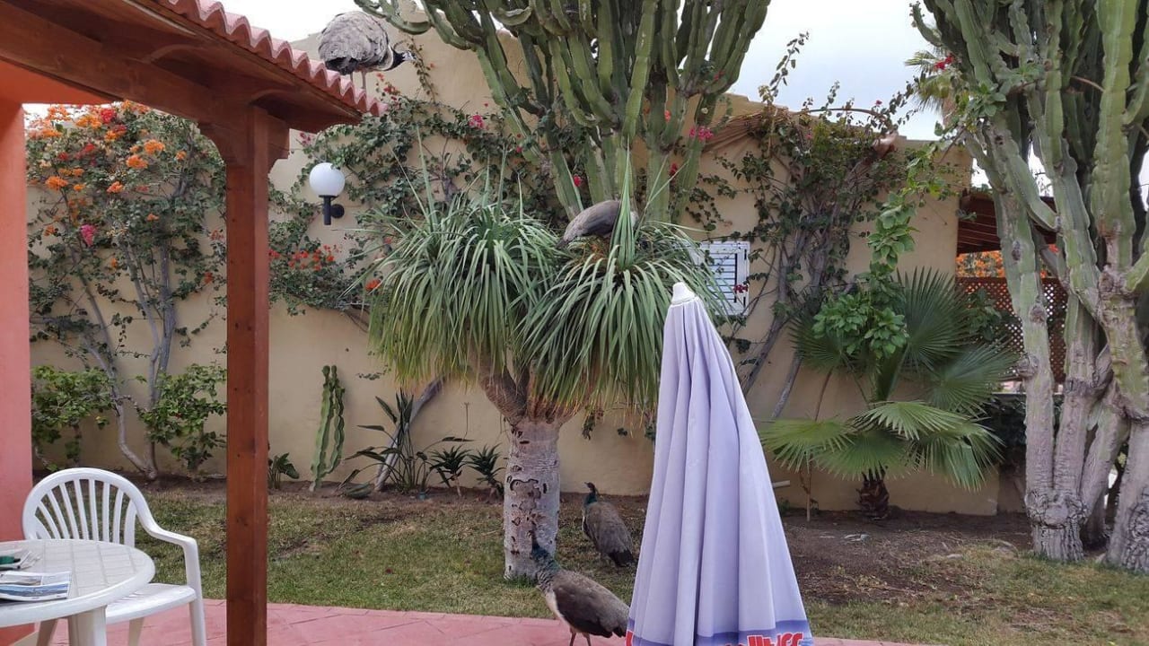 Die Haustiere HL Miraflor Suites Hotel