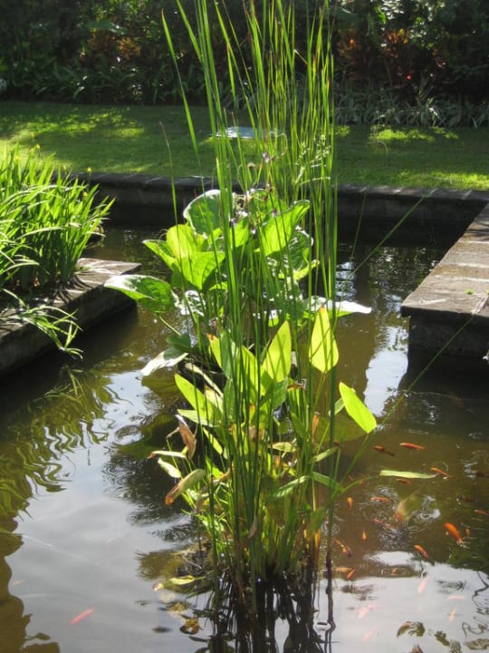 Teich The Laguna A Luxury Collection Resort & Spa