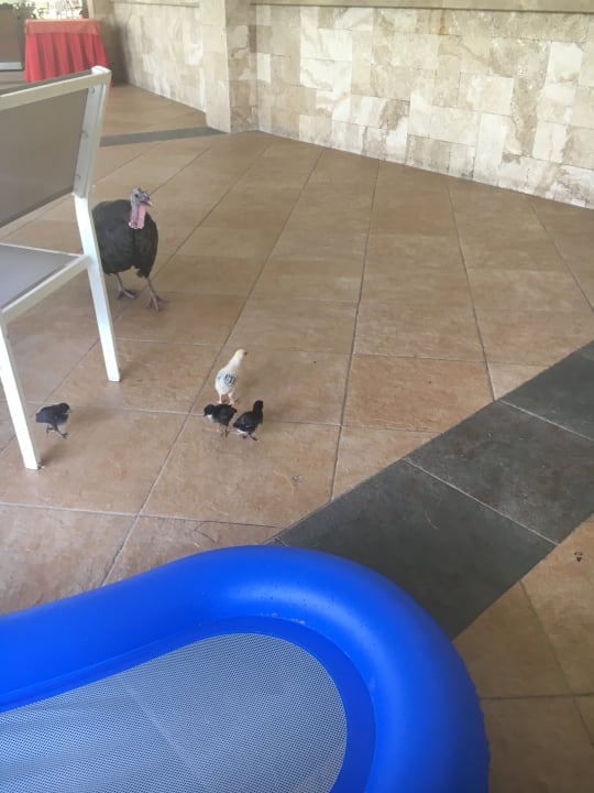 Gartenanlage Seaden Sea World Resort & Spa