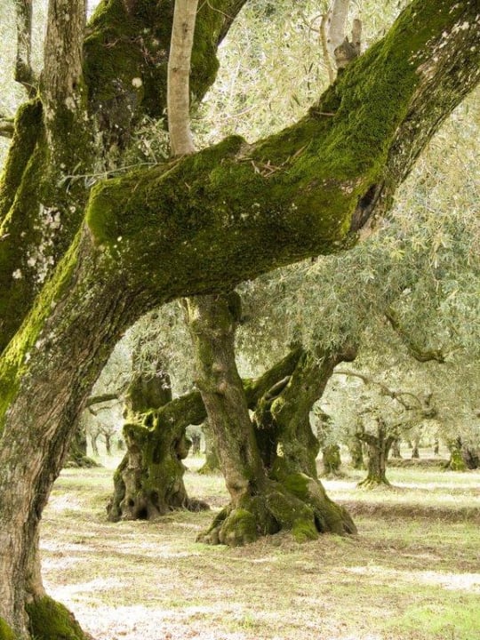 Olivenhain bei Porto Koukla Porto Koukla Beach