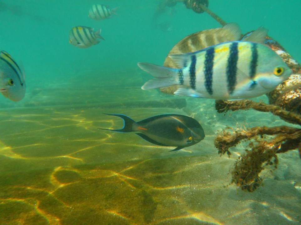 Rybki przy plaży Sultan Gardens Resort