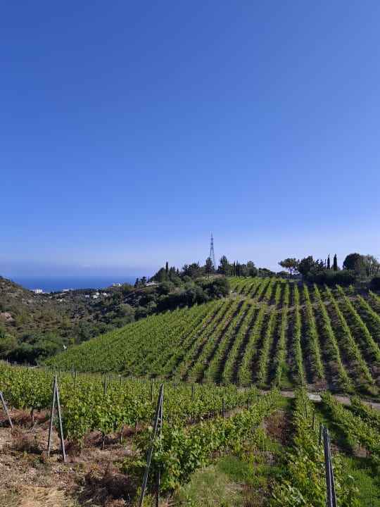 Ausblick Gillham Vineyard Hotel