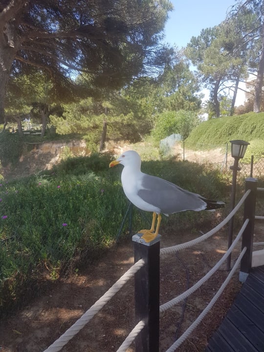 Gartenanlage PortoBay Falésia