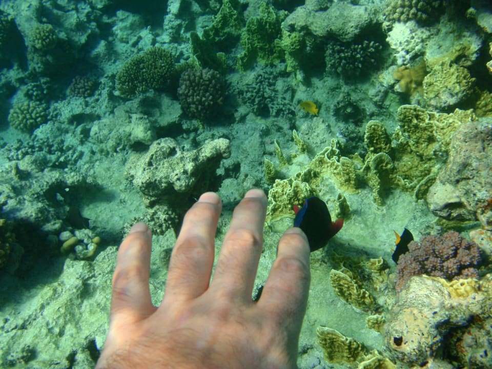 Под водой. Stella Garden Resort & Spa, Makadi Bay